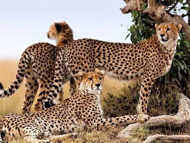 Guepardos em safári no Quênia